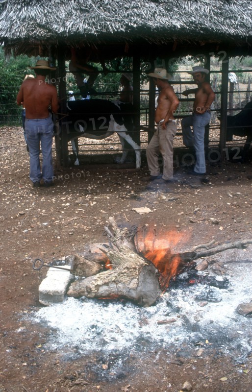 CUBA, Holguin, Los Angeles, Men branding cattle held in a cage on a ranch with the branding irons in a fire in the foreground