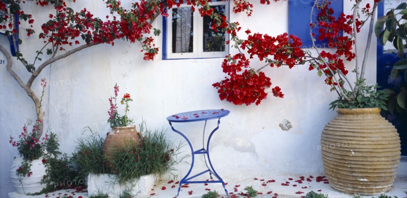 GREECE, Cyclades Islands, Amorgós, "Detail of white painted wall with blue doorway, shutters and window frames and trees growing from tubs outside with red blossom. "