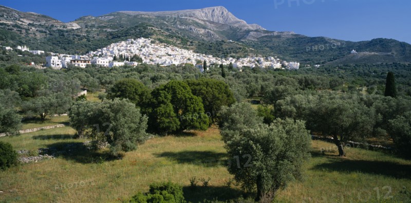 GREECE, Cyclades Islands, Naxos, View over olive trees towards white painted village and mountains behind.
