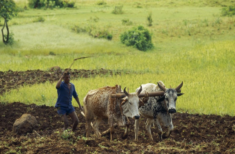 ETHIOPIA, Gojam Province, General, Man ploughing field with wooden plough pulled by oxen.
