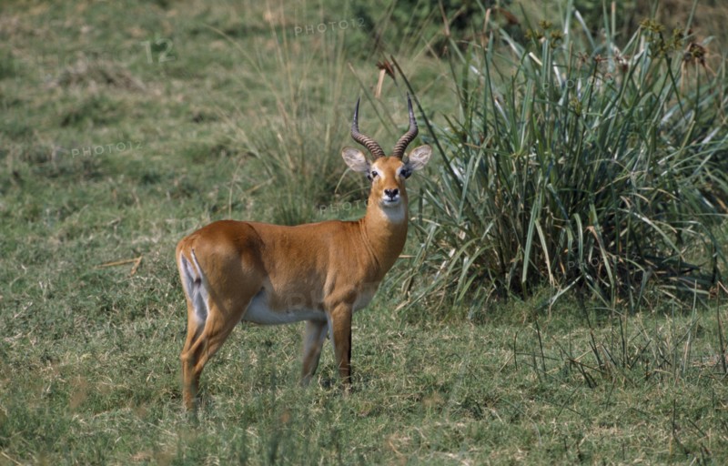 UGANDA, Animals, Queen Elizabeth National Park. Single male Kob standing in grassland area.