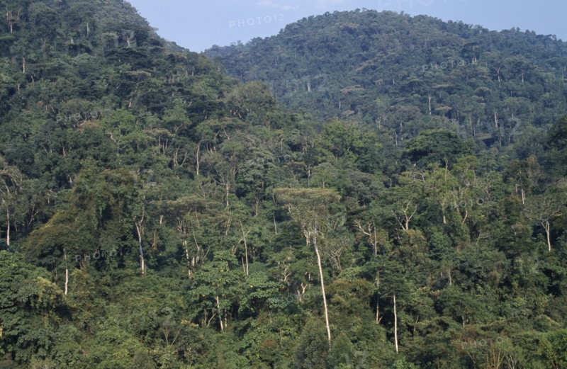 UGANDA, Bwindi National Park, View over dense forest area.