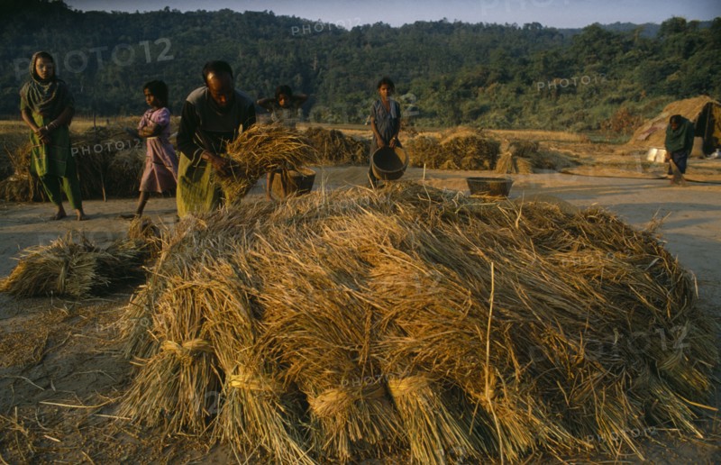 BANGLADESH, Agriculture, Rice Harvest, Man and young girls preparing bundles of rice for threshing.