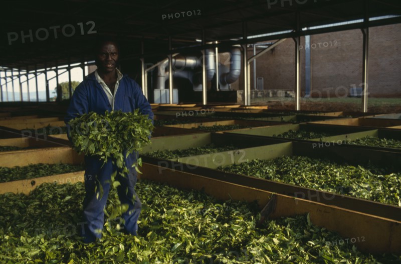 MALAWI, Industry, Worker holding bundle of tea standing in drying leaves.