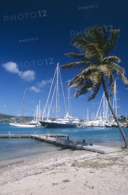 WEST INDIES, Antigua, Falmouth Harbour, Wooden jetty under leaning palm tree extended into harbour with moored yachts and other boats.