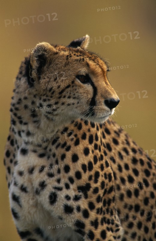 KENYA, Masai Mara, Cheetah Acinonyx Jubatus. Single animal. Head and shoulders shot.