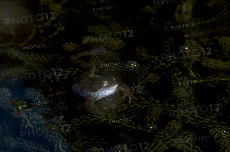 NATURAL HISTORY, Amphibian, Frog, Common Frog partly submerged in water with pond weed.