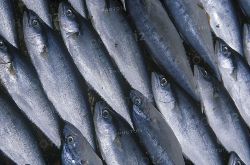 THAILAND, South, Hua Hin, Detail of fish laid out to dry