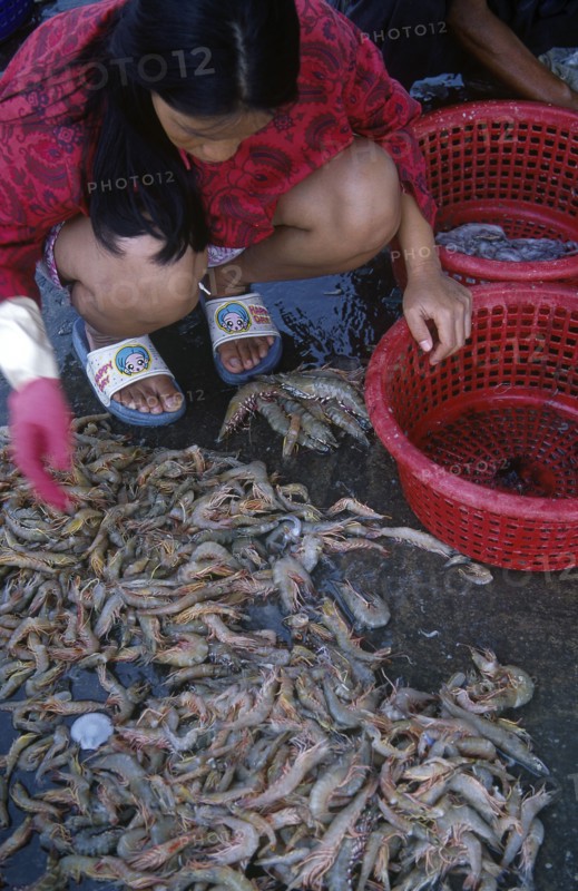 THAILAND, South, Hua Hin, Woman sorting catch of prawns into red baskets.