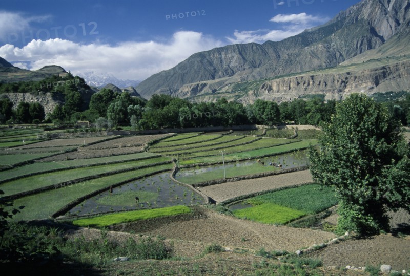 PAKISTAN, Chitral Valley, Ayun, View over rice terraces