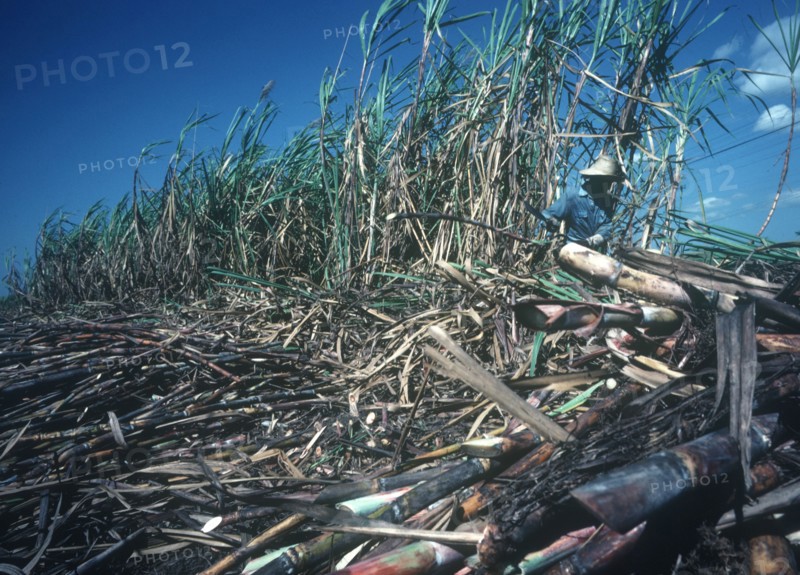 CUBA, Holguin, Sugar cane worker during the harvest
