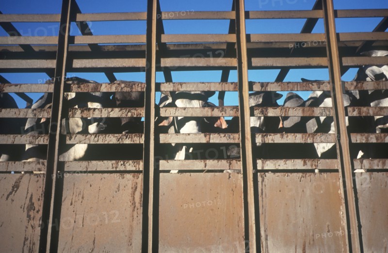 CUBA, Camaguey, Ciego de Avila, Cattle in a truck looking through the side railings