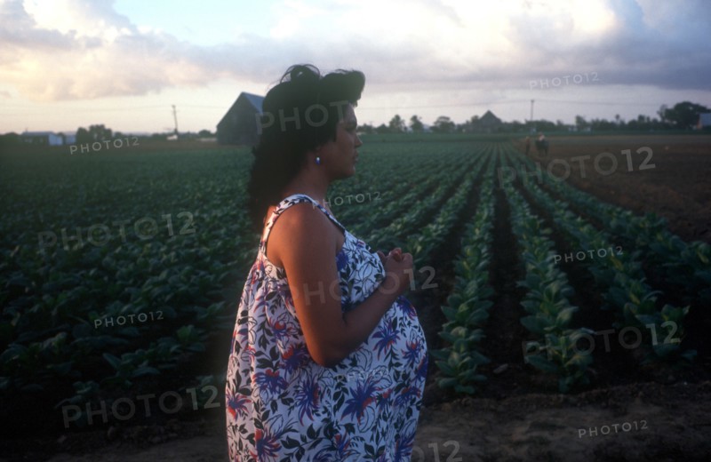 CUBA, Pinar del Rio, Pregnant woman standing beside a tobacco field