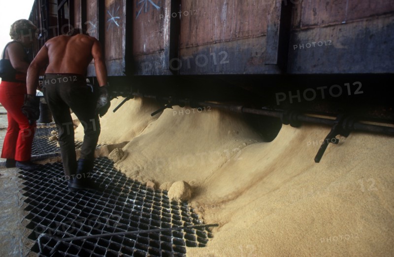 CUBA, Cienfuegos, Sugar being poured from railway carriages through gratings in the ground with workers standing by