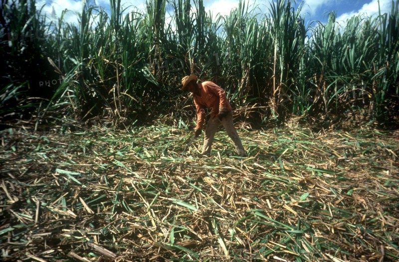 CUBA, Pinar Del Rio, Sugar cane harvest with single man amongst the fallen canes