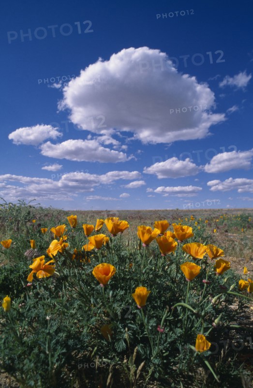 USA, Nevada, South of Bolder City, Bright yellow flowers in a field with white fluffy clouds in a blue sky