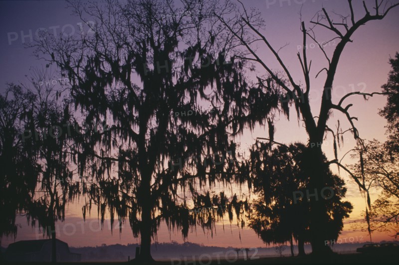 USA, Louisiana, Near Montegut, Willow trees with Spanish moss silhouetted at sunrise