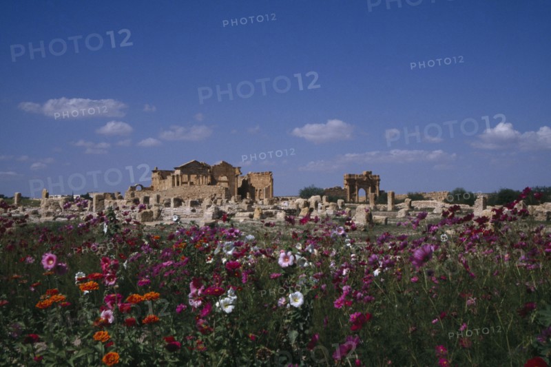 TUNISIA, Sbeitla, Roman ruins viewed across field of wild flowers