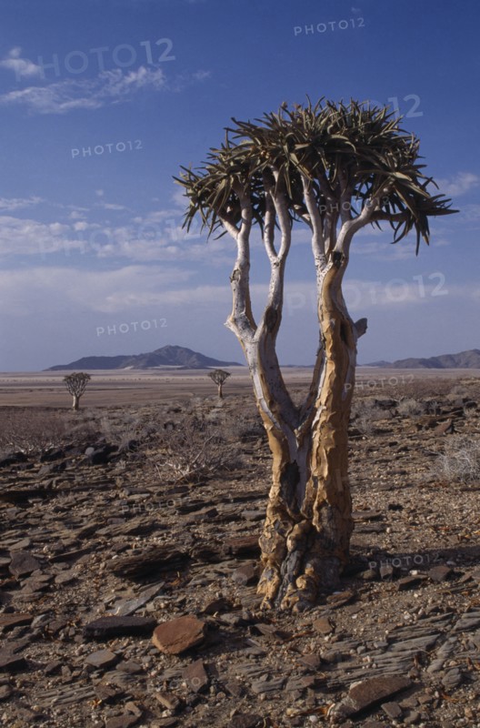 NAMIBIA, Namib Desert, Kokerboom or Quiver Tree that stores water in its thick fibrous trunk