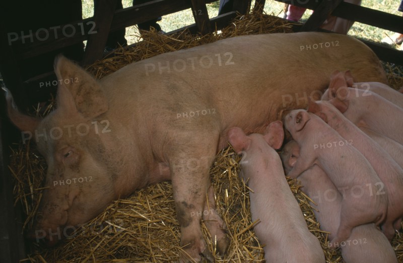 FARMING, Livestock, Pigs, Sow lying down on straw in a barn with suckling piglets