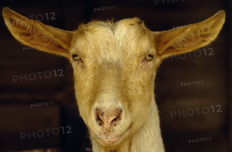 AGRICULTURE, Farming, Goats, Portrait of a Golden Guernsey goat looking at camera