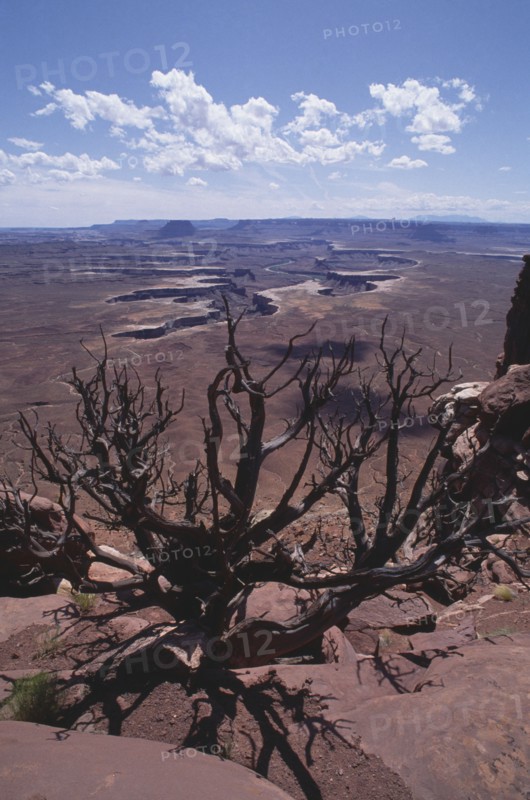 USA, Utah, Canyonlands National Park, View over dead tree looking down toward arid plain with shaped canyon in the centre and river at the bottom