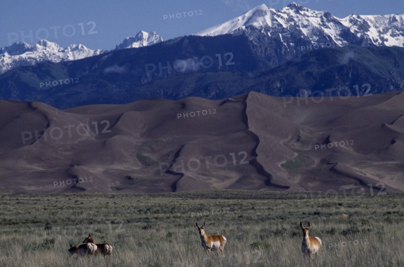 USA, Colorado, Saguache, Great Sand Dunes National Monument. Snow capped mountain landscape behind sand dunes with Pronghorn Antelope grazing in the foreground