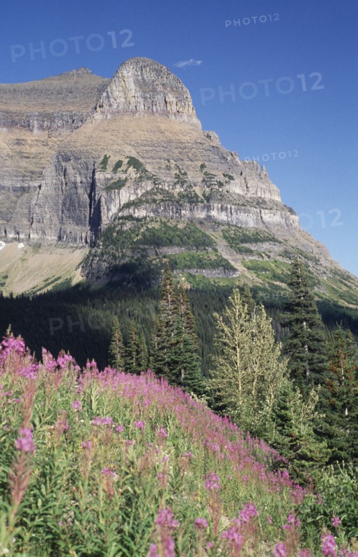 USA, Montana, Glacier National Park, View over forests toward rocky cliff with flowers in the foreground