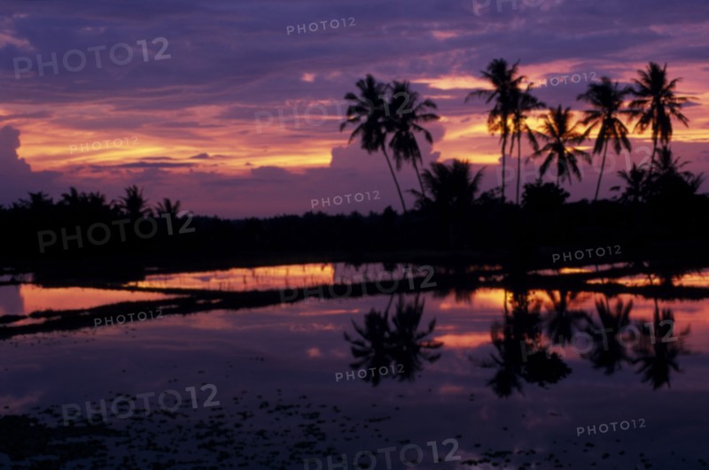INDONESIA, Bali, Purple and orange sunset over rice paddy fields and silhouetted palms