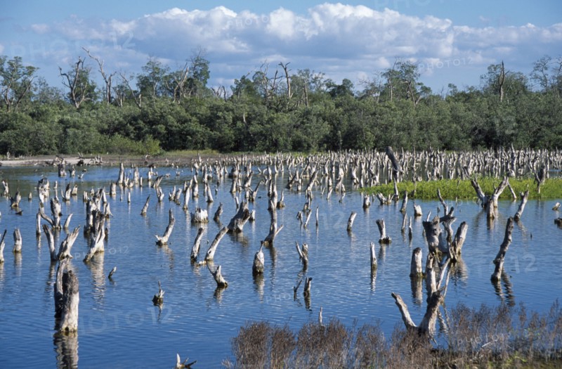 MEXICO, Yucatan, Celestun, Mangrove lagoon with dead branches protruding from the water.