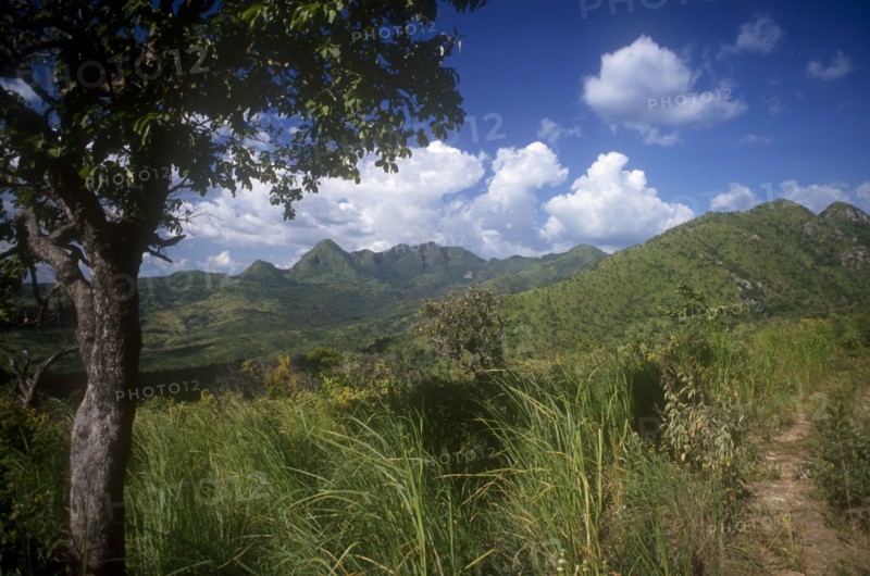 ETHIOPIA, South West, Highland landscape with lush vegetation and single tree in the foreground.