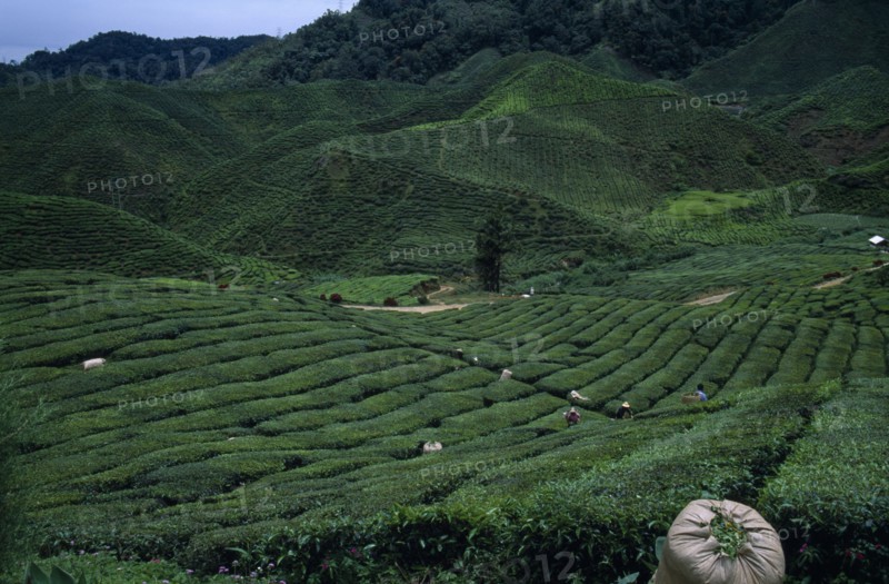 MALAYSIA, Cameron Highlands, Agriculture, View over Bharat tea plantation near Tanah Rata with distant pickers on lower slopes and sack of picked tea in the foreground.