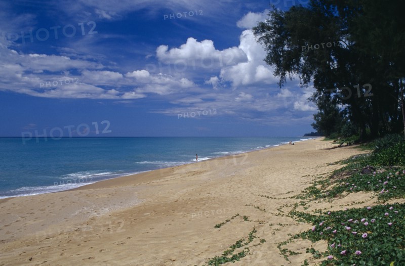 THAILAND, Phuket , Mai Khao Beach, View along quiet sandy beach fringed with trees and vegetation with people in the water in the distance.