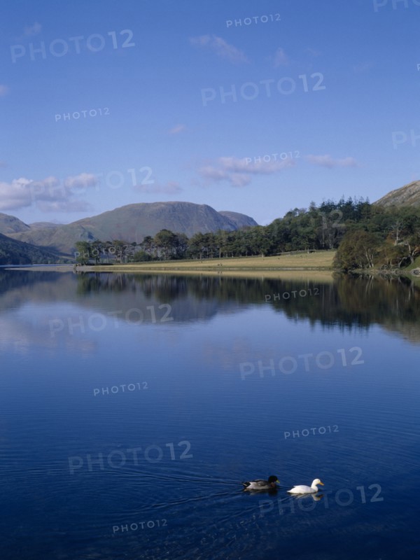ENGLAND, Cumbria, Lake District, Buttermere.  View north-west with tree covered landscape reflected in lake and pair of ducks on water in the foreground.