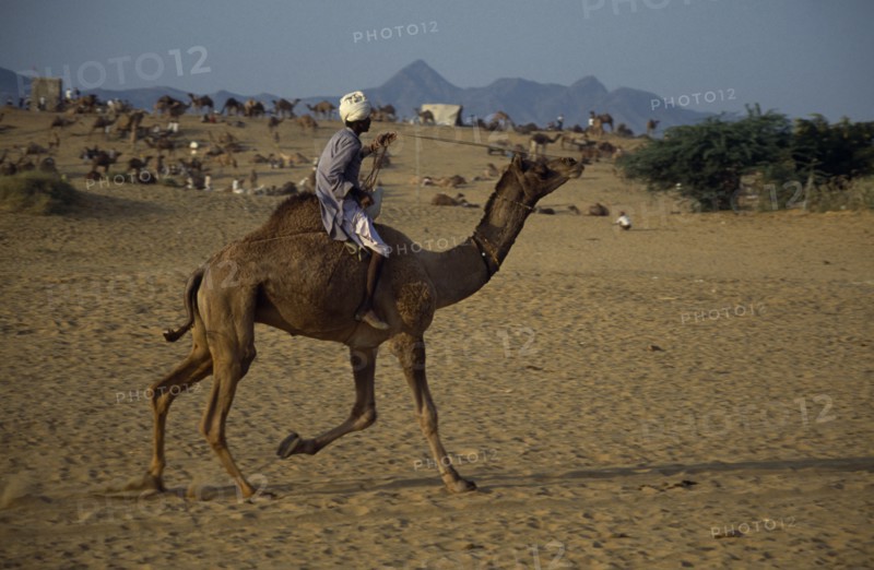 INDIA, Rajasthan, Pushkar, Man riding a camel across the desert with camels and traders at camel fair behind.