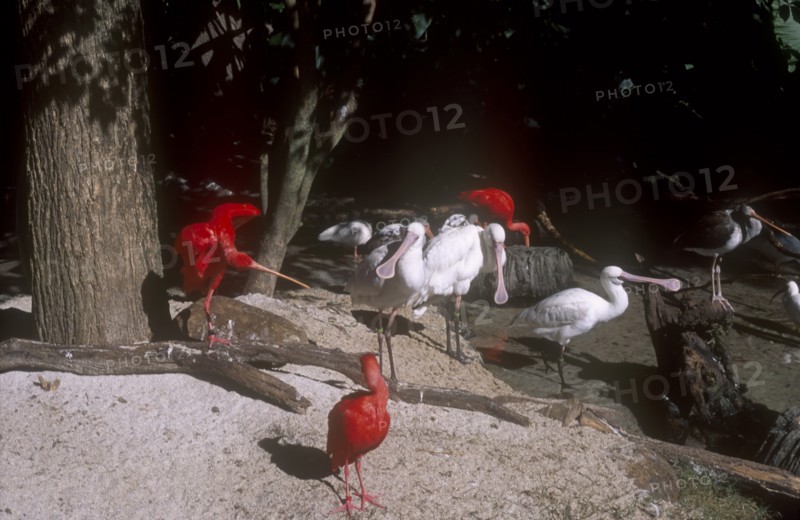 USA, Florida, Orlando, Walt Disney World Animal Kingdom. Group of Scarlet Ibis  and Spoonbill birds.