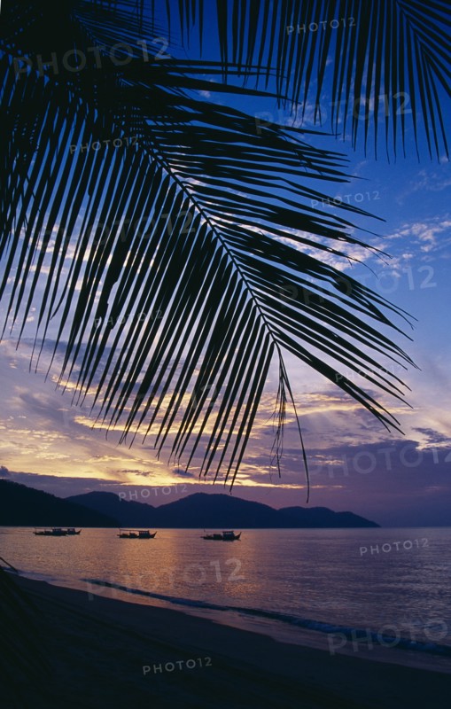 MALAYSIA, Penang, Batu Ferringhi, Beach framed by palm fronds silhouetted at sunset with streaked orange sky and purple cloud reflected in sea.