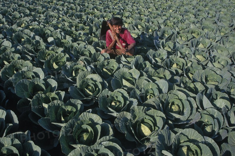 INDIA, Gujarat, Bhujodi, Farmhand in cabbage patch