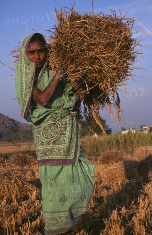 INDIA, Andhra Pradesh, Tuni, Female farm labourer carrying bundle of straw.