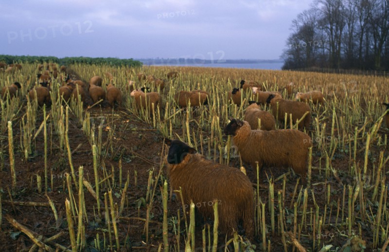 AGRICULTURE, Livestock, Sheep, "England, Rutland.  Black faced sheep eating brussel sprout stalks in winter landscape."