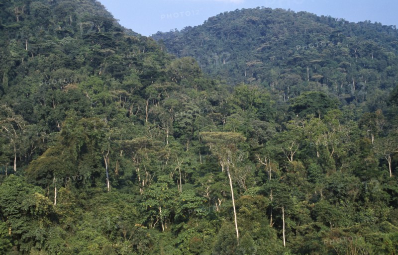 UGANDA, Bwindi , Impenetrable Forest