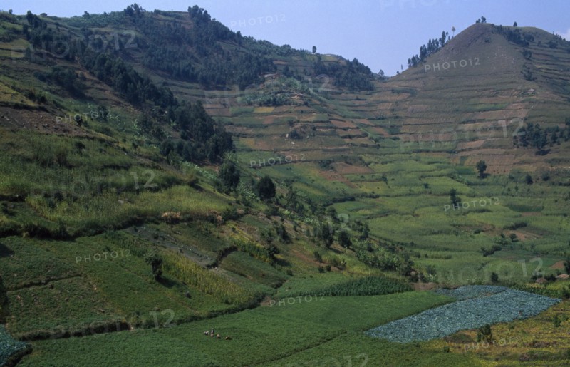 UGANDA, Kisoro, Farmland field patterns
