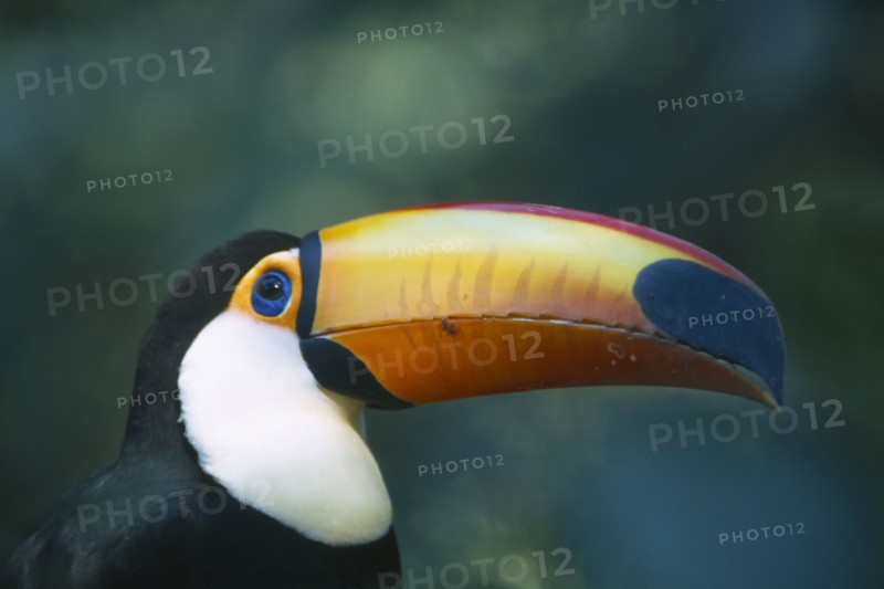 BIRDS, Portrait  , Bill, Toco Toucan in Brazilian rainforest