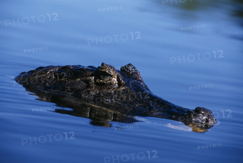 SEA LIFE , Crocodile,  Spectacled Caiman  Snout out of water in Brazil.