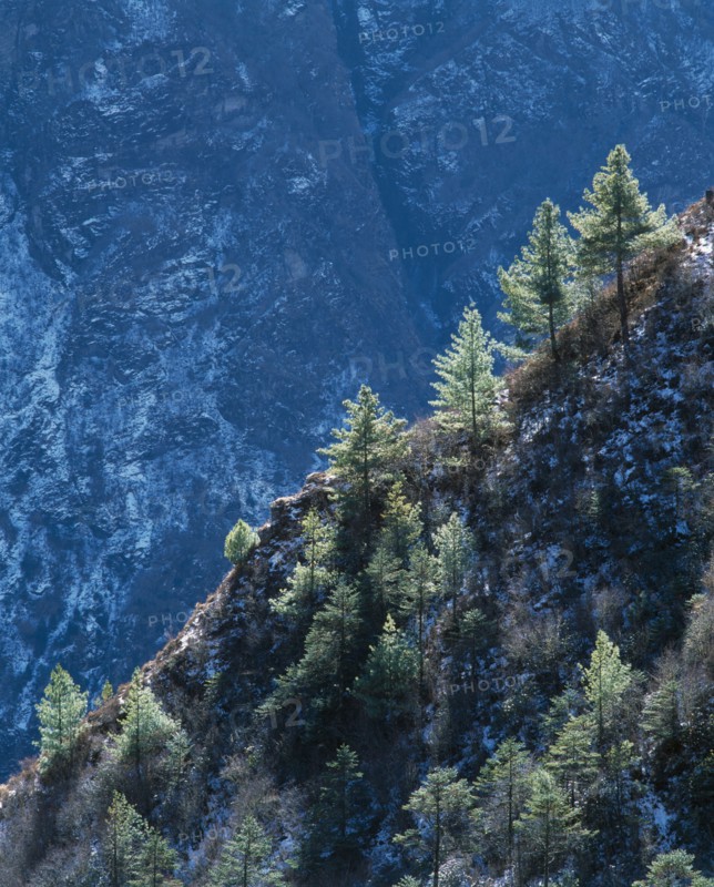 NEPAL, Everest National Park, General, Pine tree covered Himalayan mountain slopes.