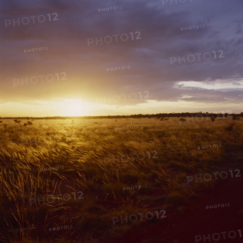 AUSTRALIA, Western Australia, Yellow sunset behind a field of golden windswept grass