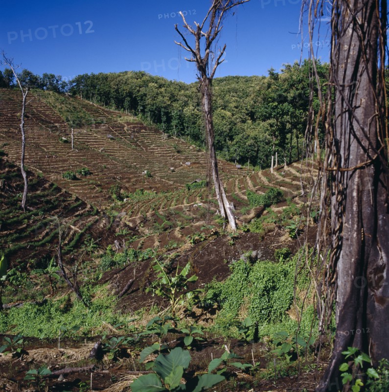 INDONESIA, Java West, Pangandaran, "Ciamis mahogany plantation in cleared forest,terraced,trees,saplings fgd "