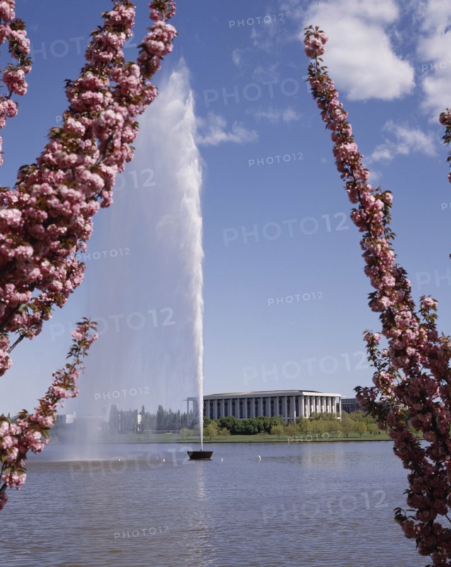 AUSTRALIA, New South Wales, Canberra, Lake Burley Griffin with the Captain Cook Memorial Water Jet seen between pink cherry blossom