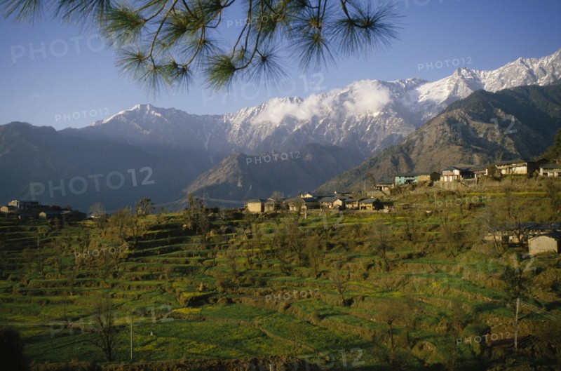 INDIA, Himachal Pradesh, Dharamsala, View of town overlooking terraces backed by snow capped mountains
