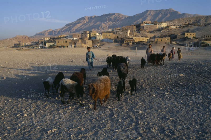 EGYPT, Upper Egypt, Old Qurna, Children herding sheep away from the village and hills in the background